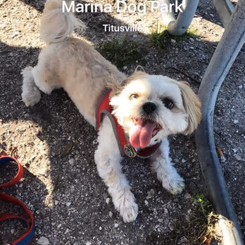 Marina Dog Park photo 1